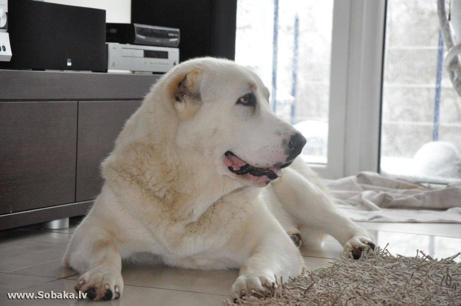 Среднеазиатская овчарка алабай черно белая