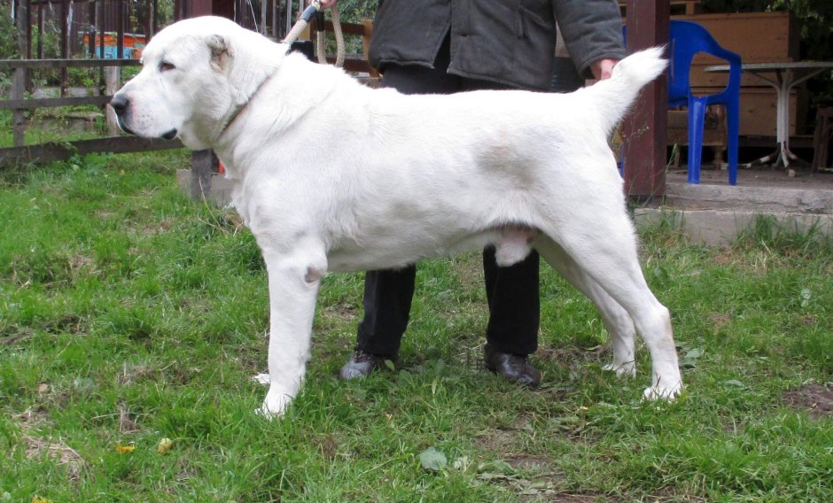 Среднеазиатская овчарка алабай