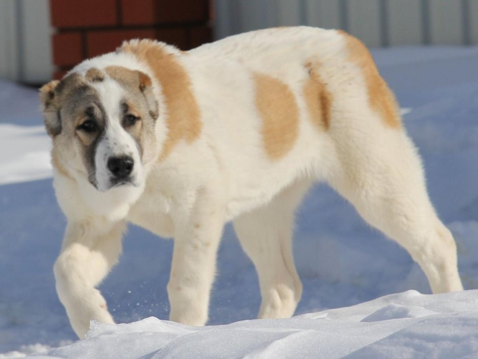 Алабай альбинос