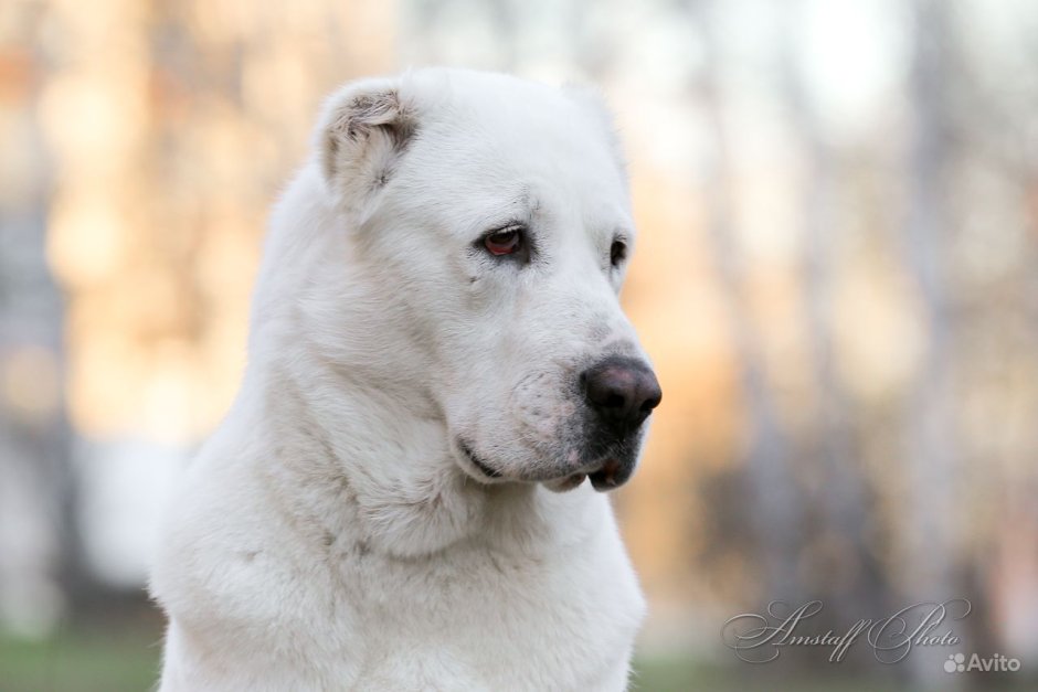 Среднеазиатская овчарка кличка Иниран Спиритан