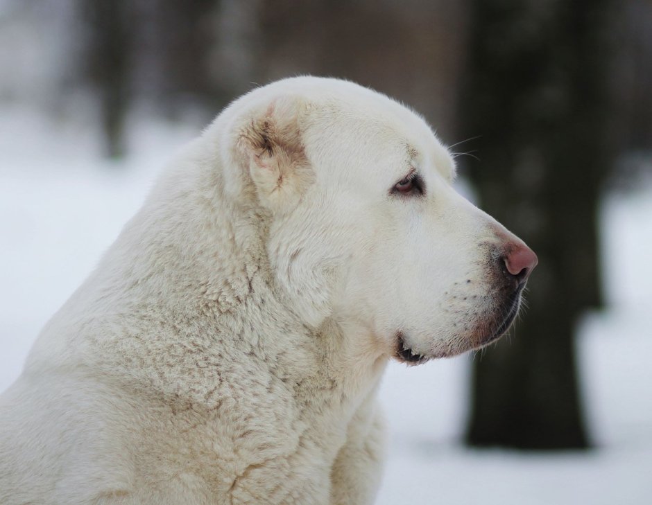Среднеазиатская овчарка