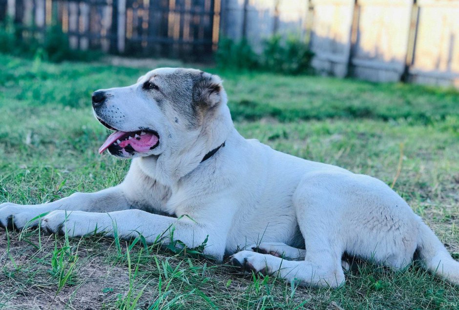 Афганский алабай