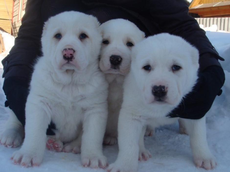 Среднеазиатская овчарка алабай