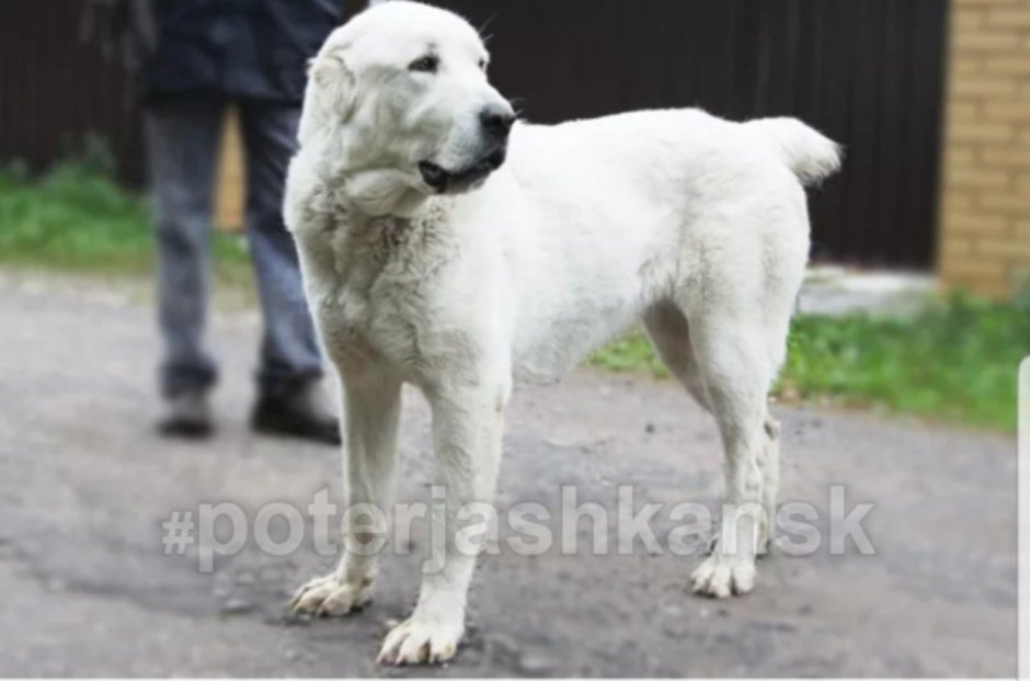 Среднеазиатская овчарка алабай злая