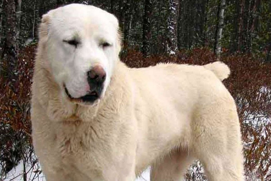 Порода алабай девочка