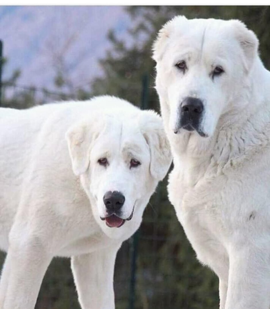 Среднеазиатская овчарка алабай злая