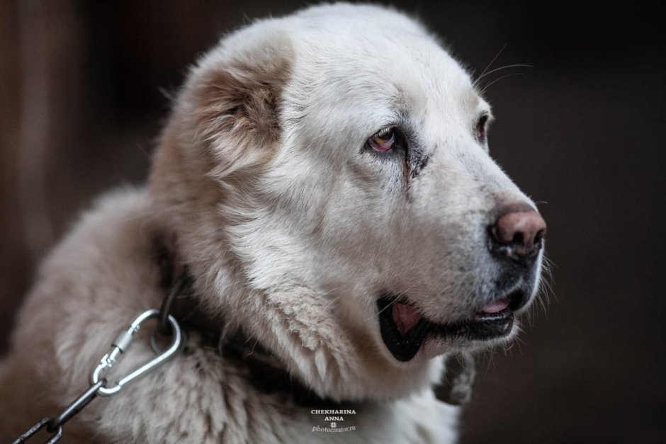 Собака туркменский алабай