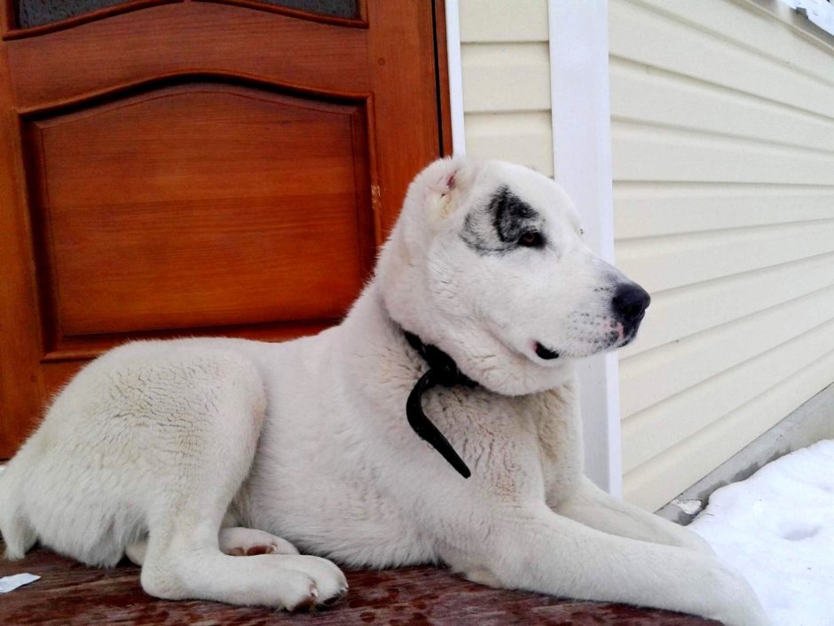 Алабай бульдозер