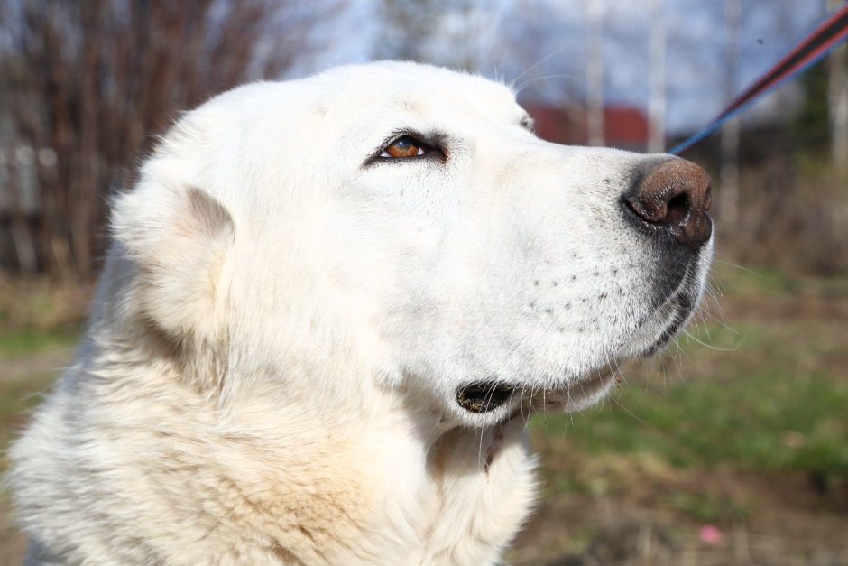 Среднеазиатская овчарка Чабанская