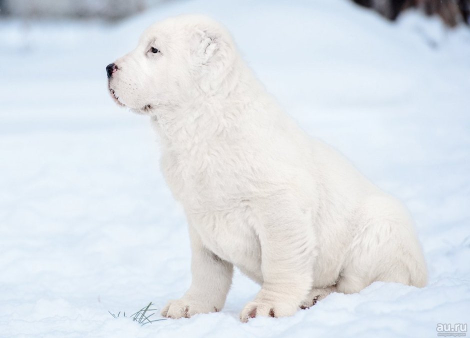 Азиатская овчарка алабай