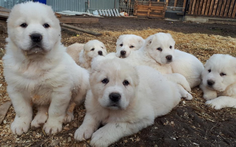 САО алабай Шериф