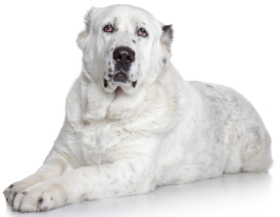Алабай собака белый