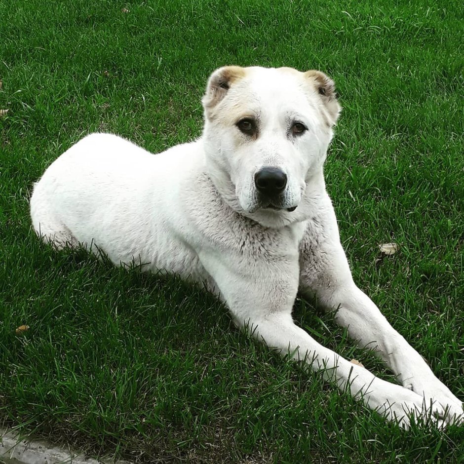 Алабай альбинос