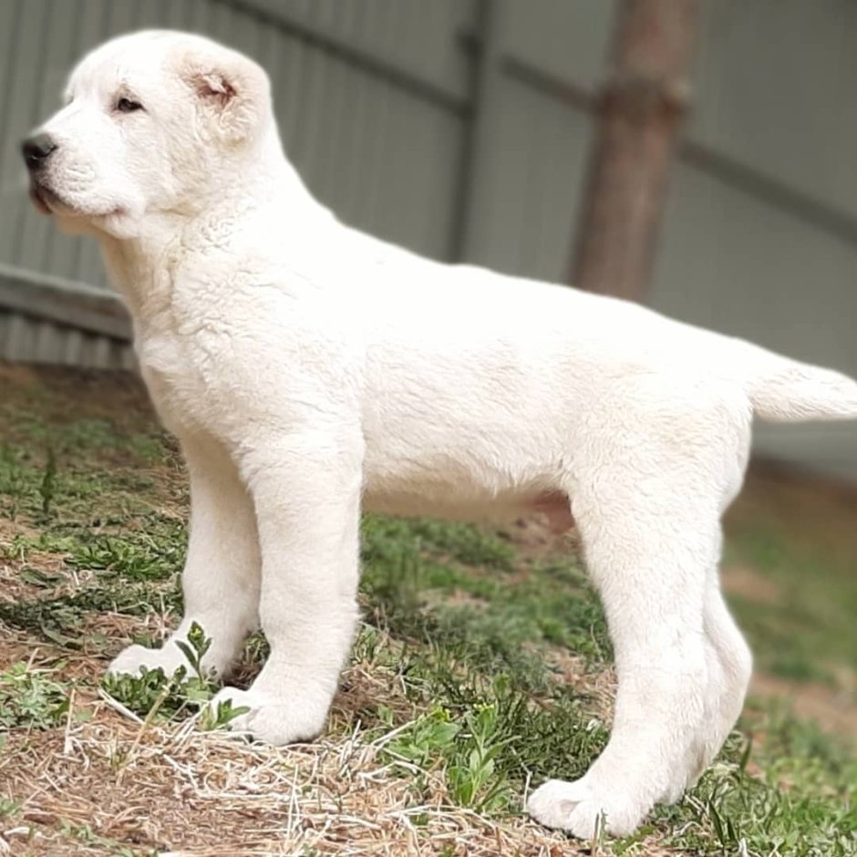 Среднеазиатская овчарка алабай с человеком