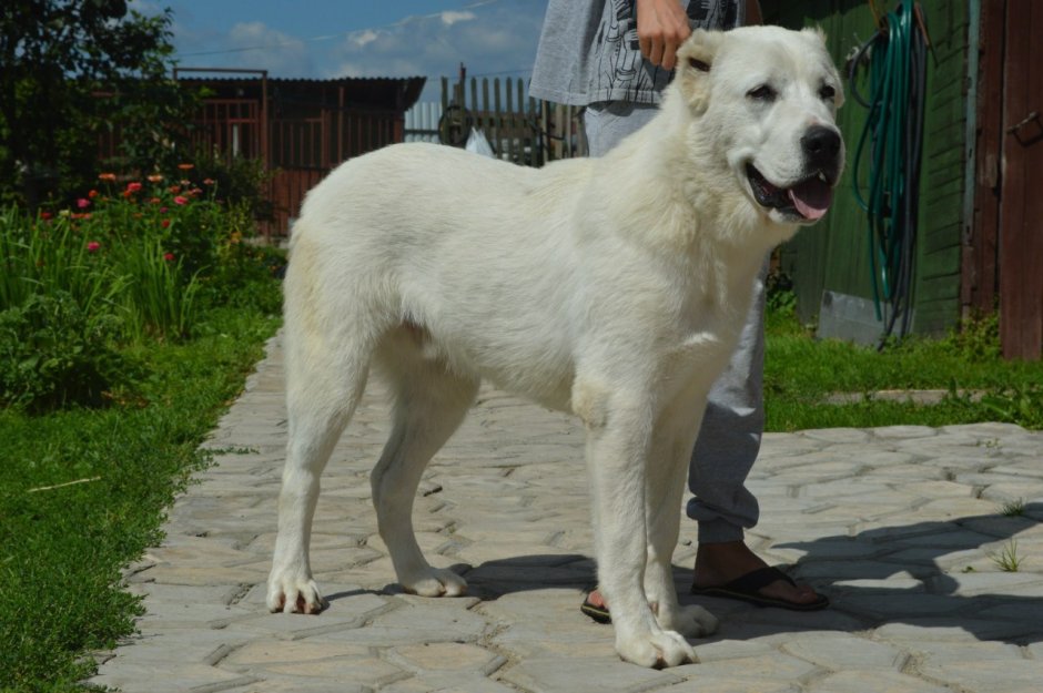 Среднеазиатская овчарка алабай папа