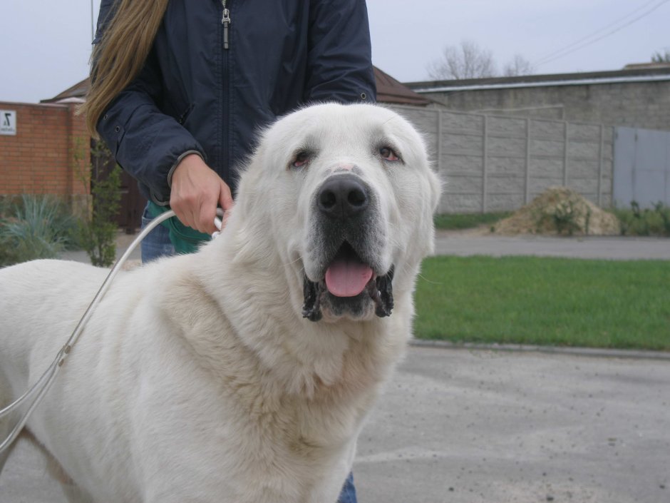 Алабай щенок