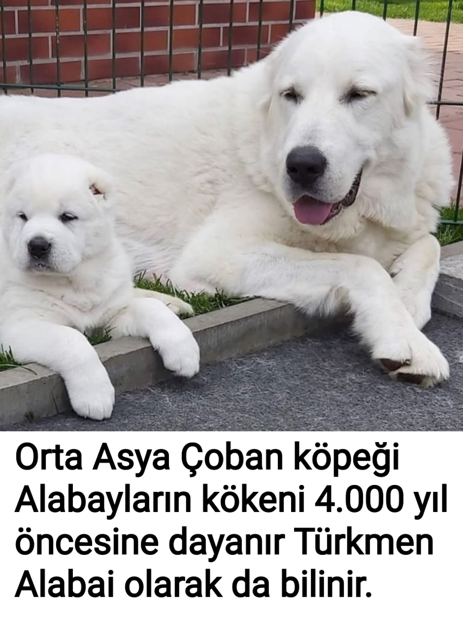 Среднеазиатская овчарка алабай