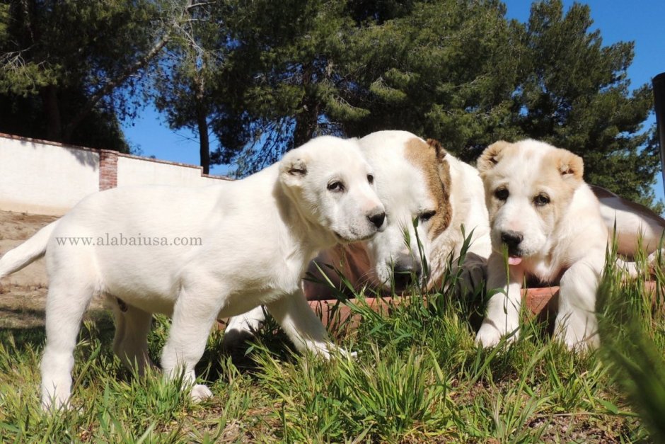Волкодав Среднеазиатская овчарка алабай
