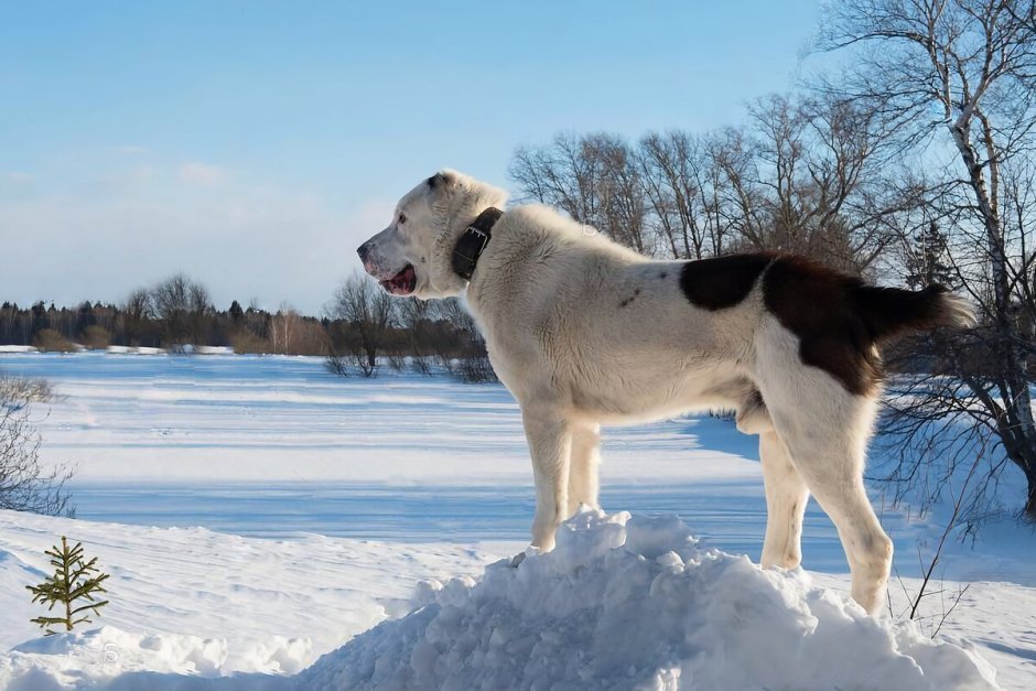 Белый алабай с голубыми глазами