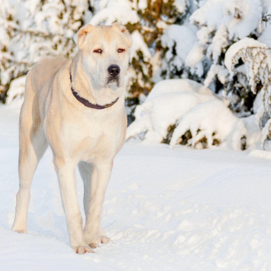 Горно-Степной Среднеазиатская овчарка