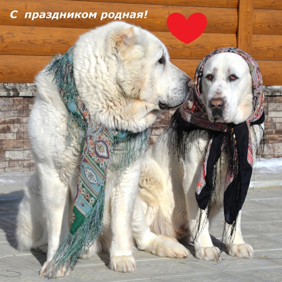 Алабай некупированный