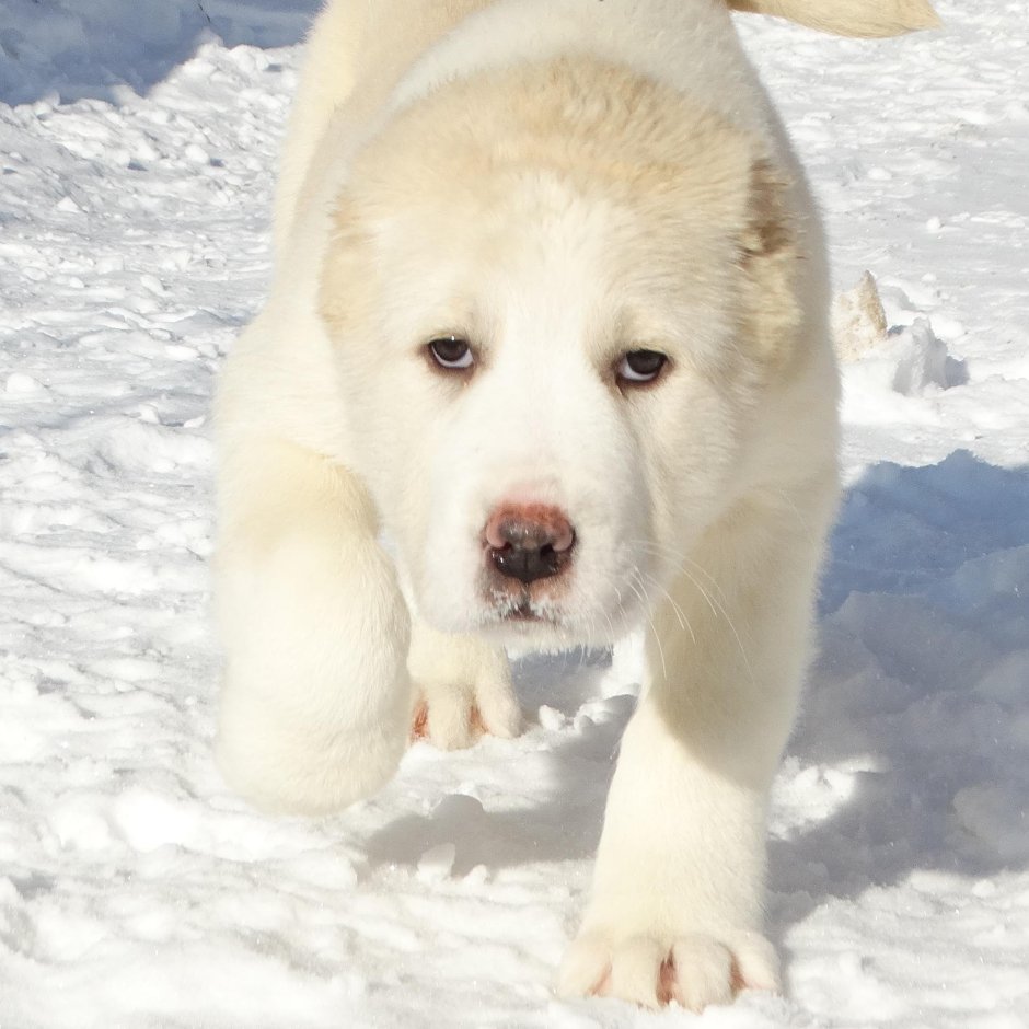 Северный алабай