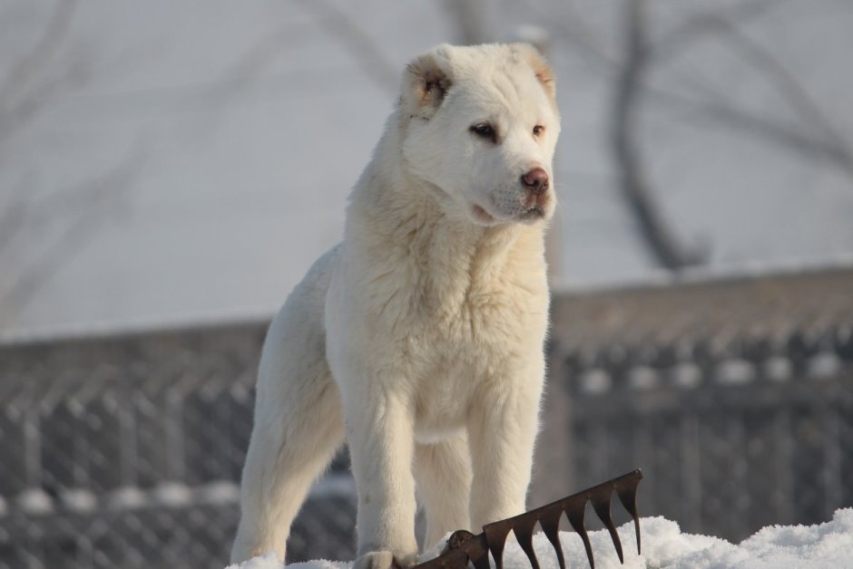 Среднеазиатская овчарка алабай