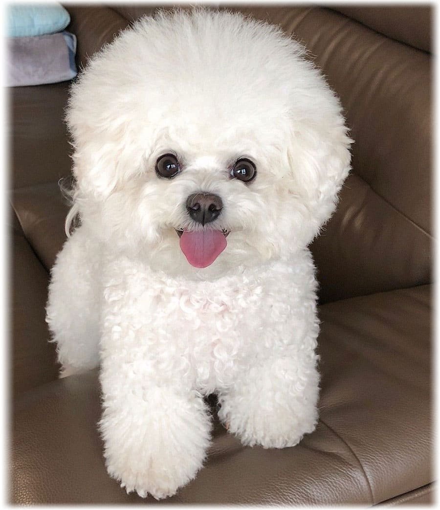 Бишон фризе