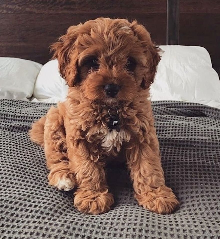 Мальтипу спаниель