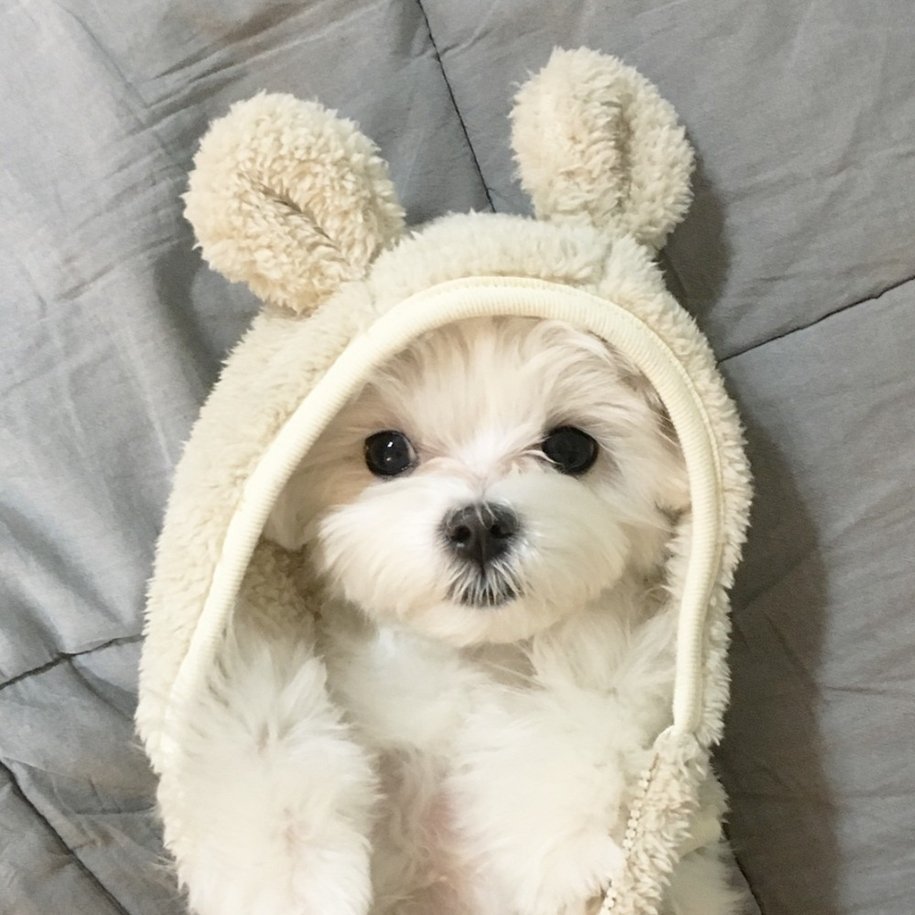 Эстетичные собачки