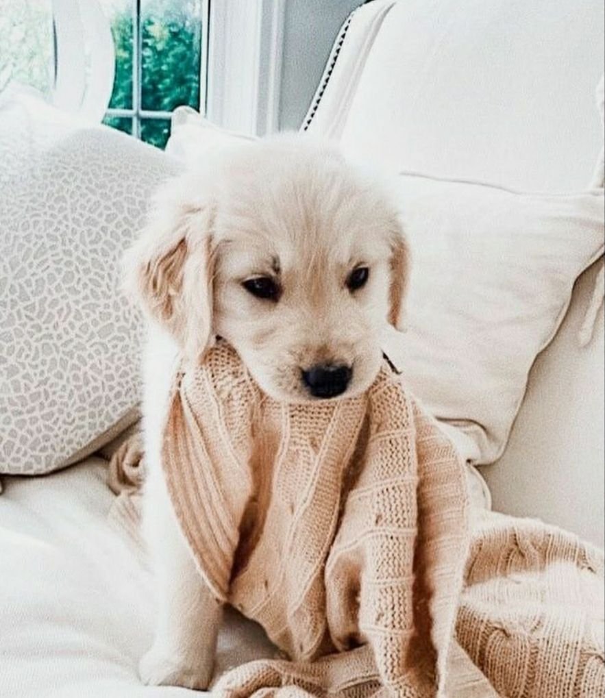 Милая собака