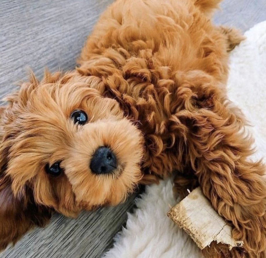 Собака с плюшевой шерстью