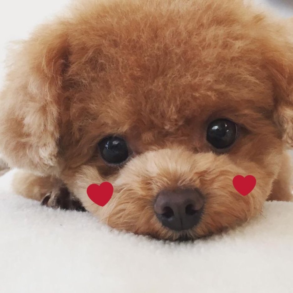 Померанский пудель