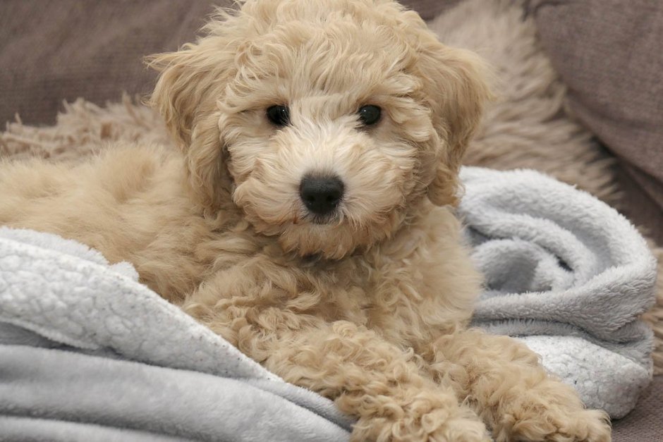 ПУШОНЫ собаки