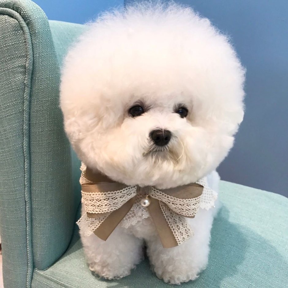 Собачка Бишон фризе