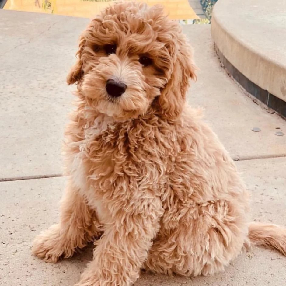 Карликовый пудель мальтипу