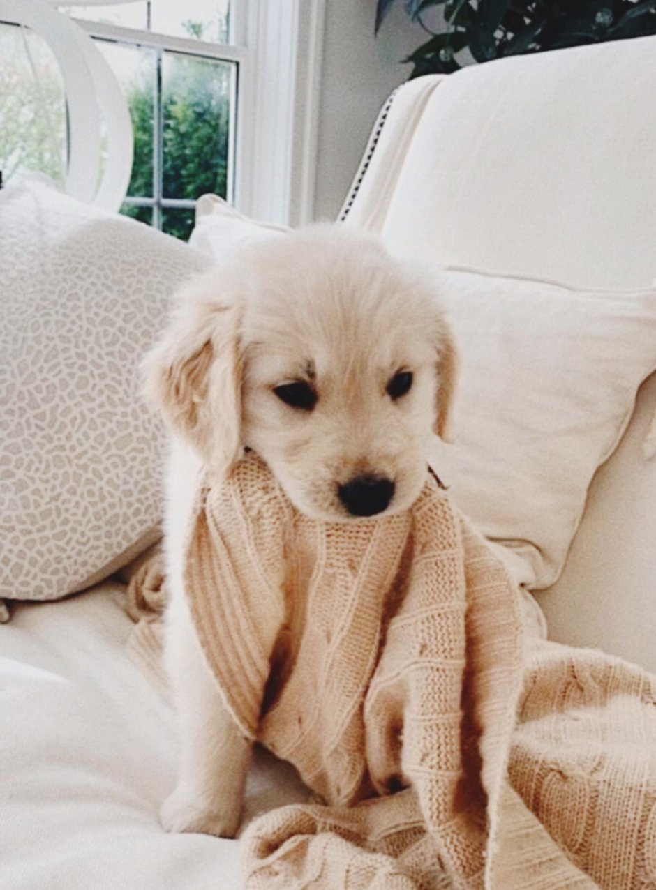 Милые собачки