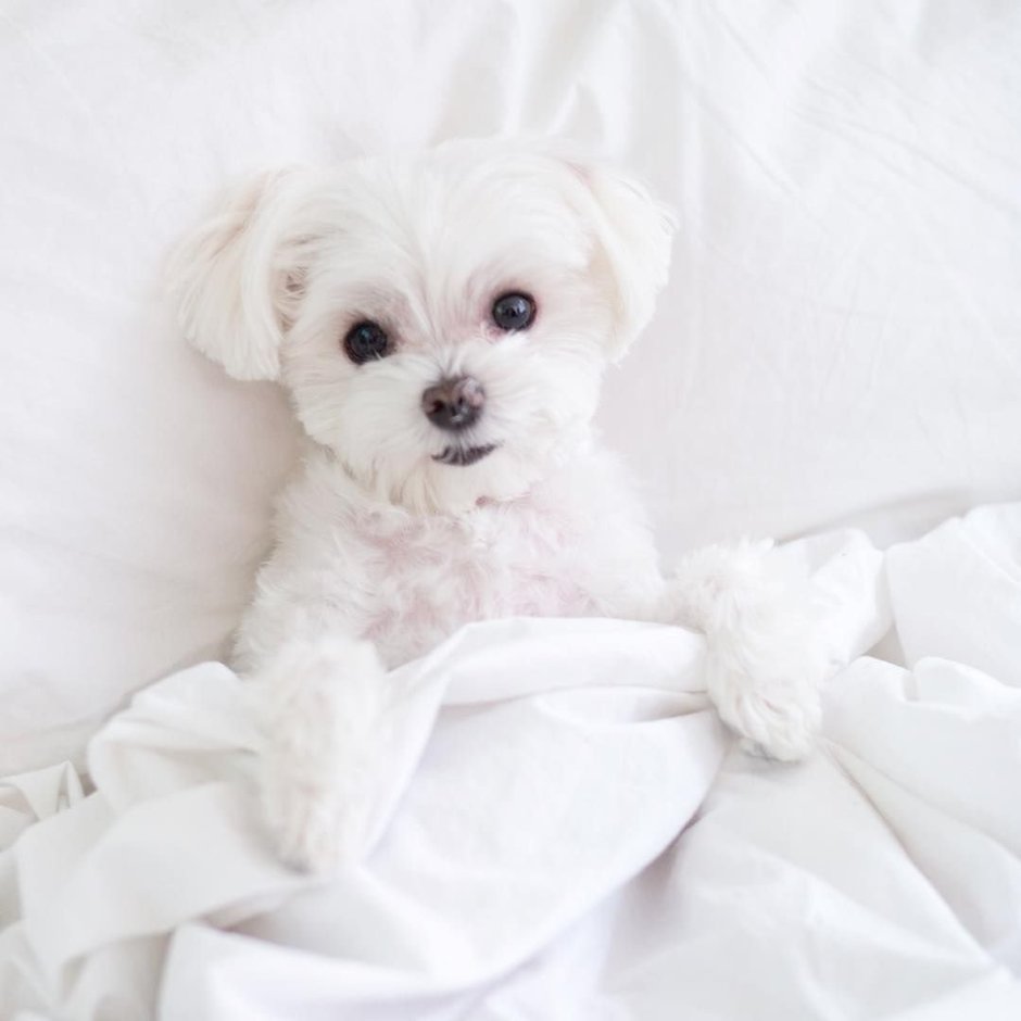 Бишон фризе