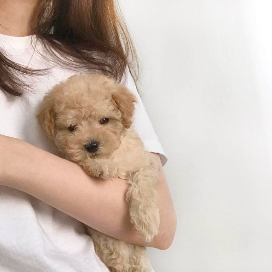 Aesthetic с собачками