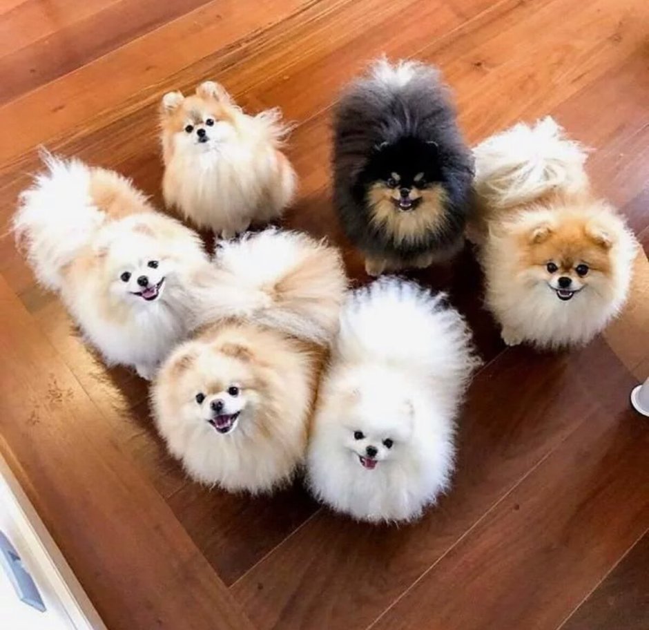 Померанский шпиц лохматый