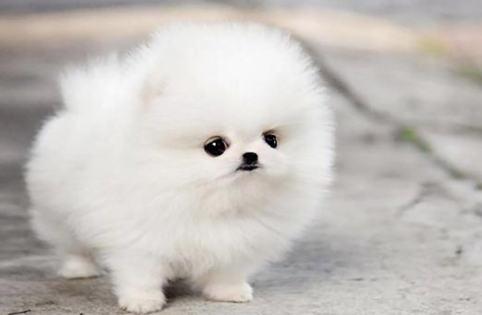 Померанский шпиц белый милый
