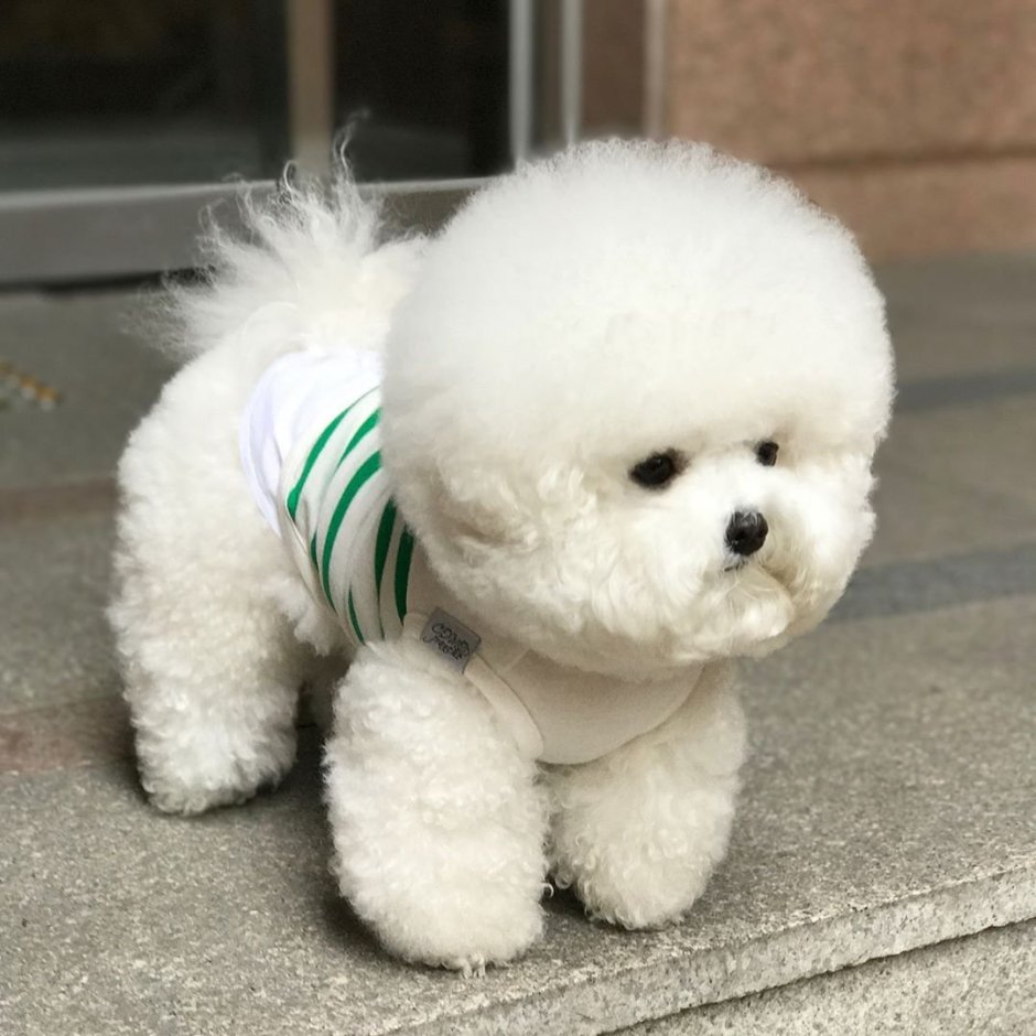 Французская болонка Бишон фризе