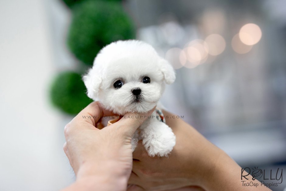 Бишон фризе мини