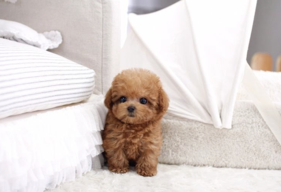 Мальтипу микро Тедди