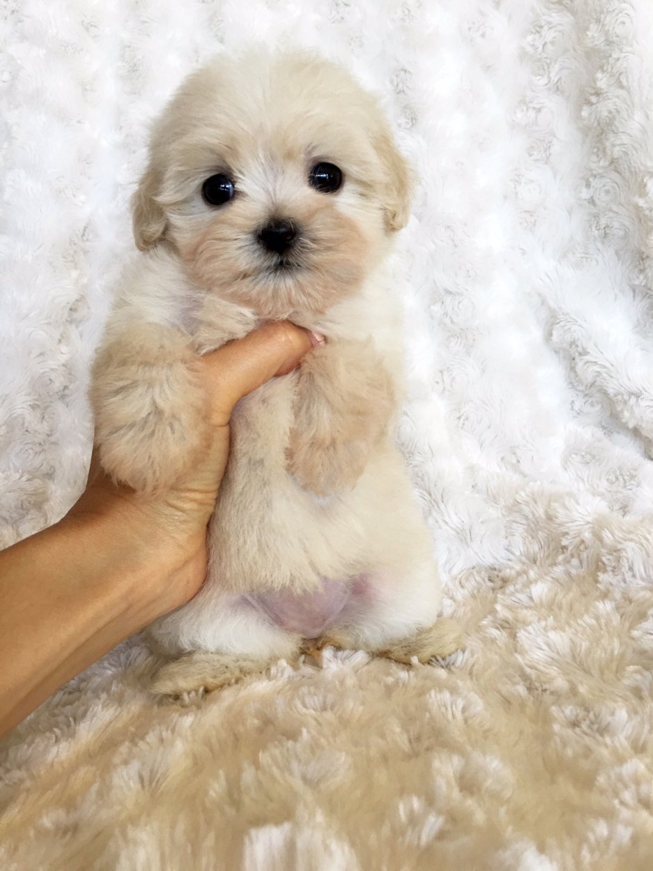 Щенок мальтипу