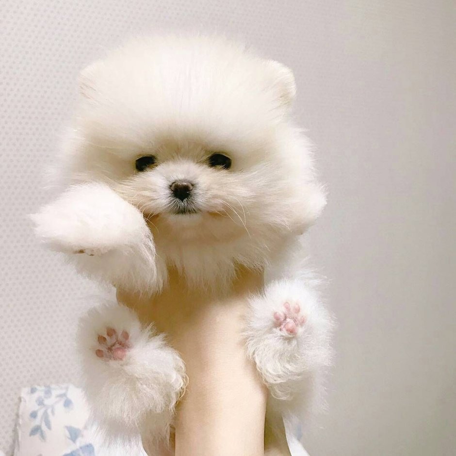 Померанский шпиц белый мини