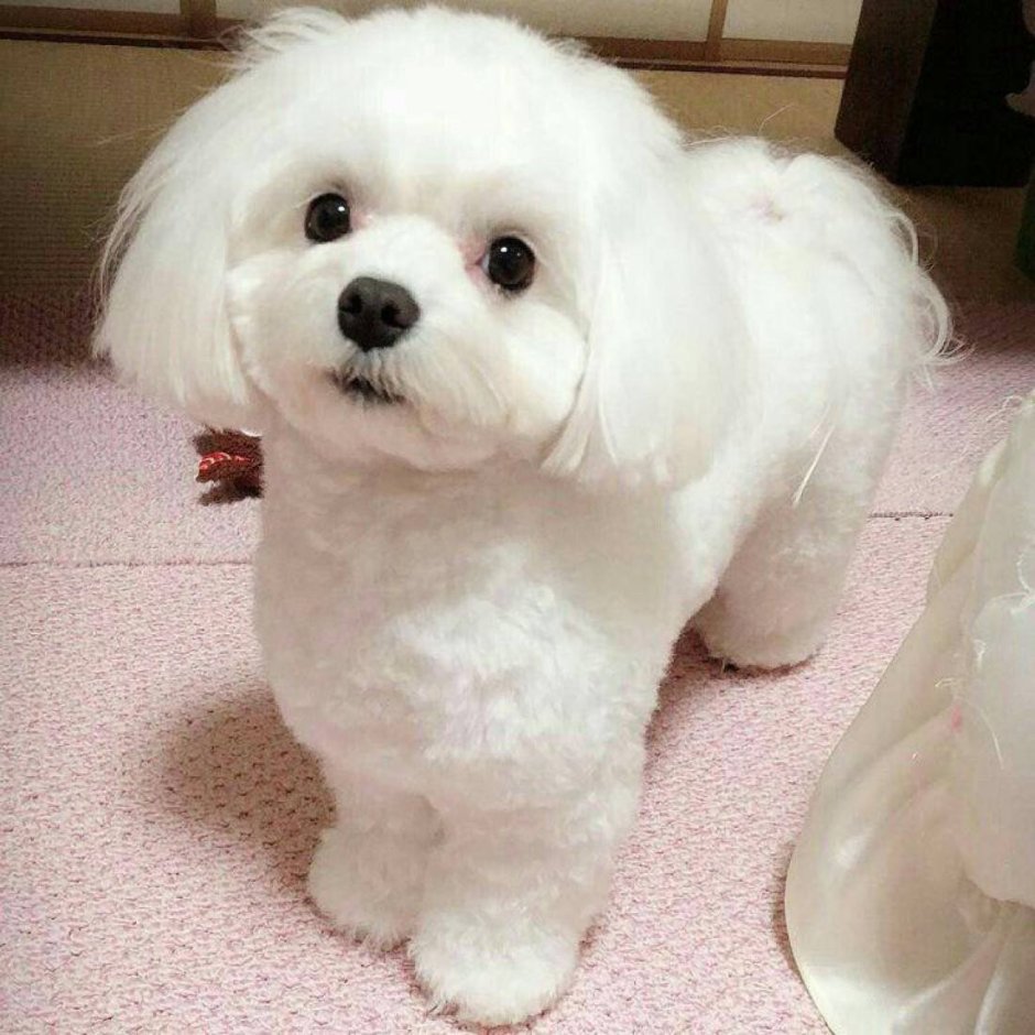 Мальтийская болонка груминг