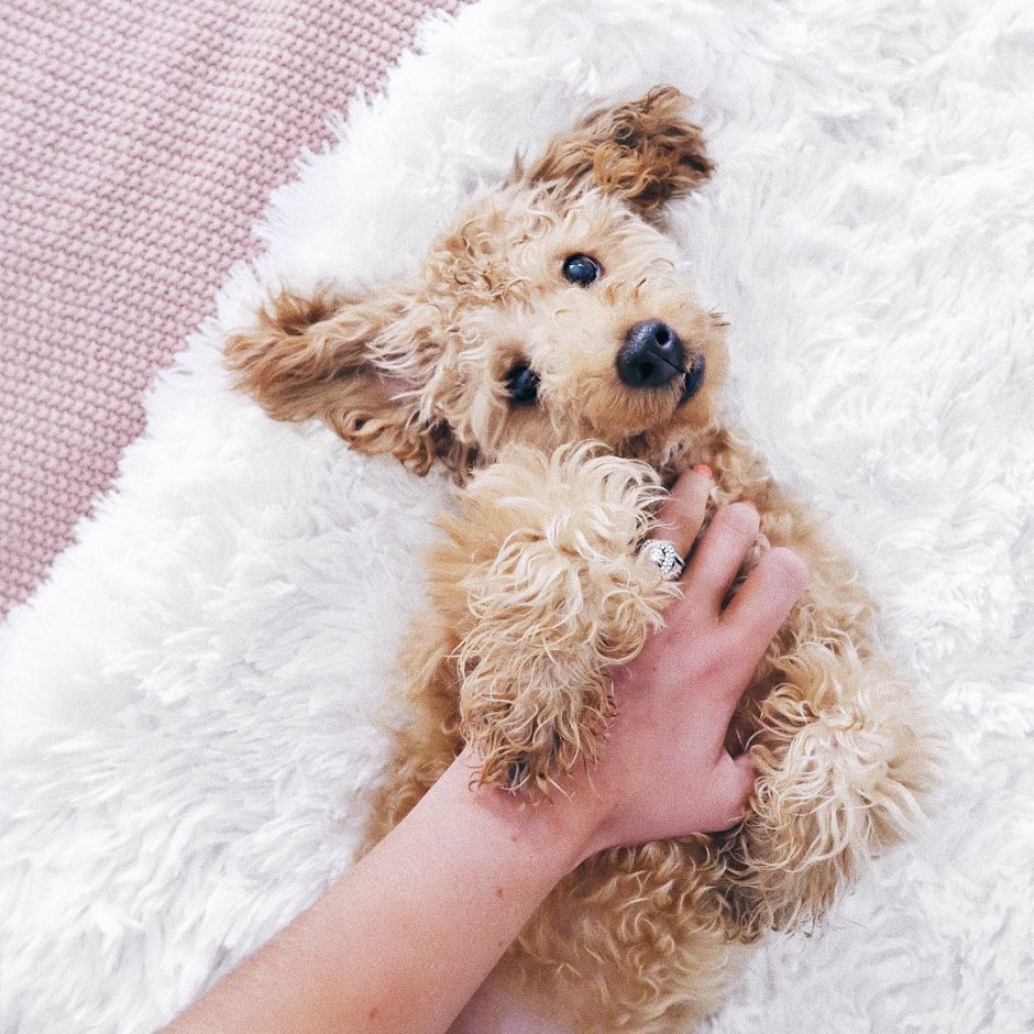 Щенки Пинтерест