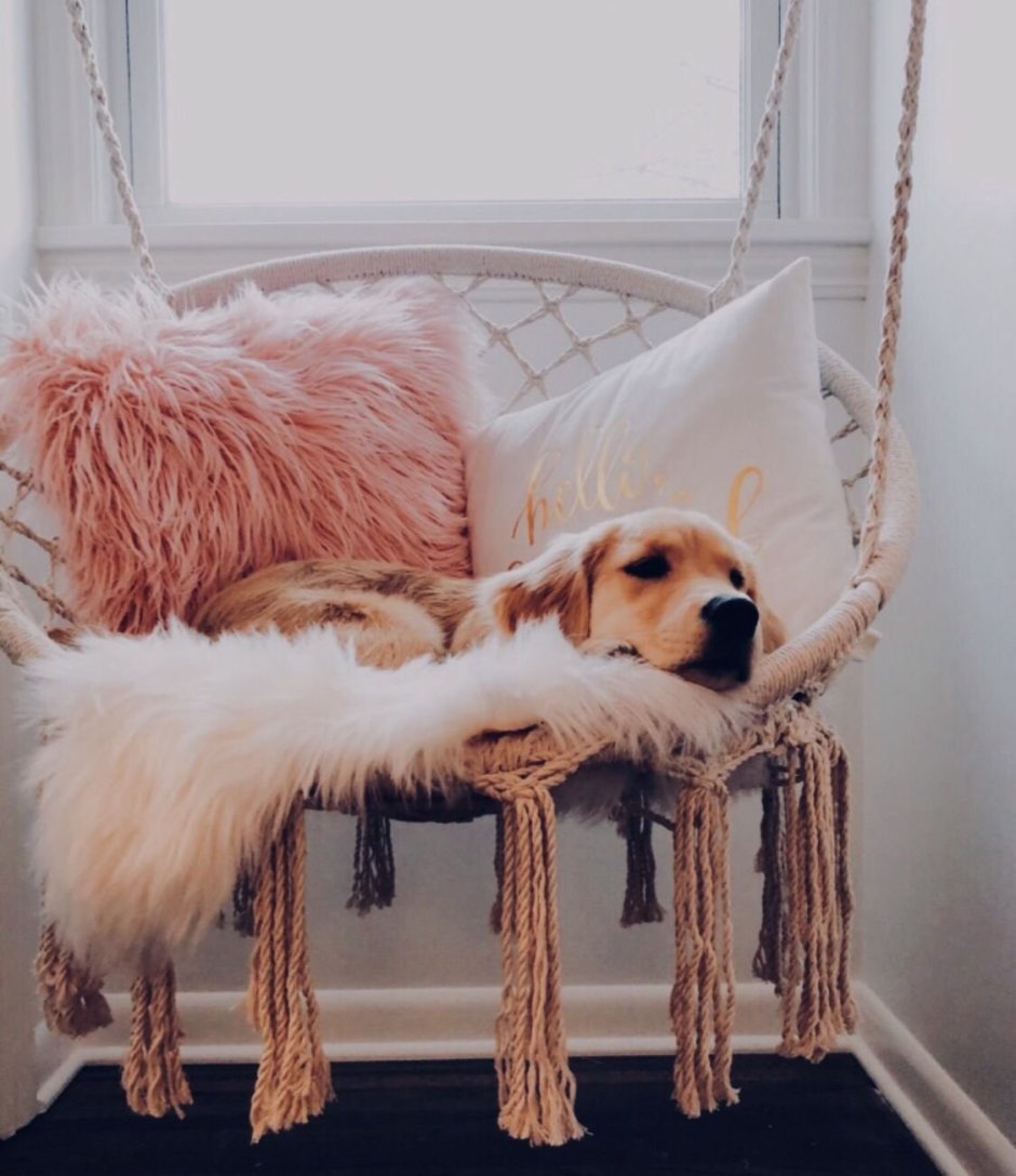 Милые собачки ши тцу