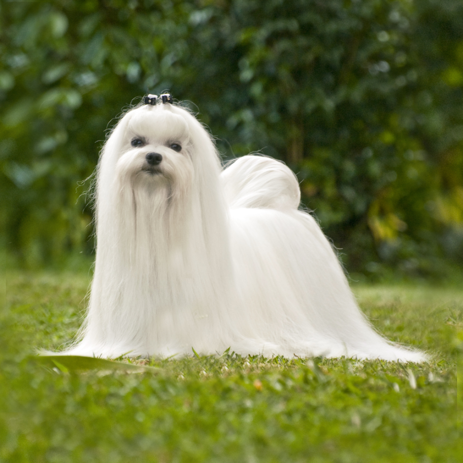 Породы маленьких собачек